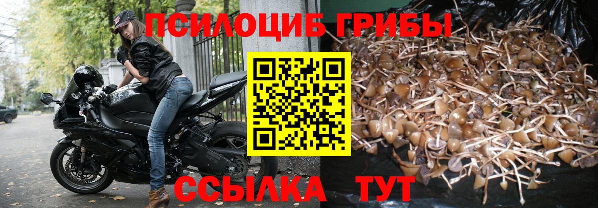 Псилоцибиновые грибы Cubensis  Вход с VPN  Людиново 